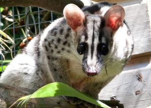 Owstons Palm Civet
