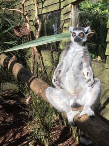 Lemur